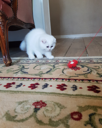 Per amanti dei gatti