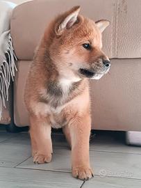 Shiba inu
