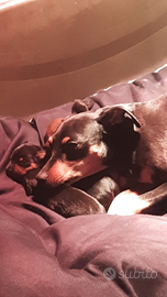 Pinscher nano ,zwergpinscher