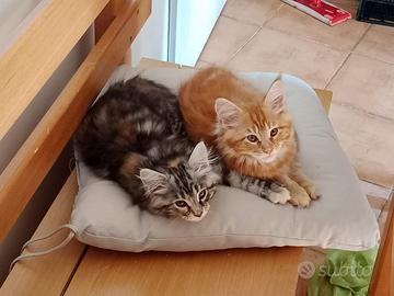 Cuccioli Maine Coon