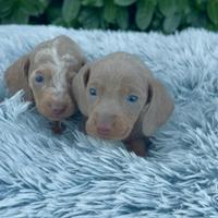 Cuccioli di bassotto