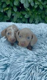 Cuccioli di bassotto