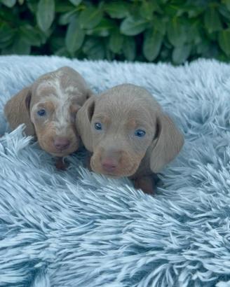 Cuccioli di bassotto