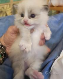 Cuccioli di Ragdoll PURI