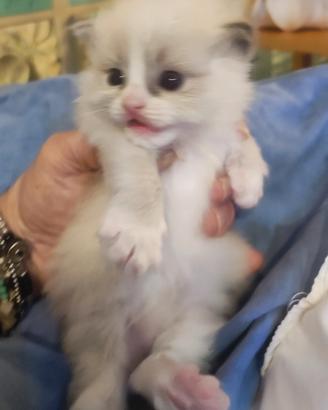 Cuccioli di Ragdoll PURI