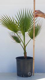 Palme di washingtonia filifera californiana 