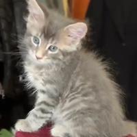 Gattina Maine Coon Grey-Tabby