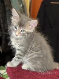 Gattina Maine Coon Grey-Tabby