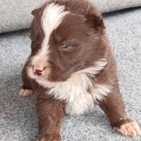 Cuccioli border collie