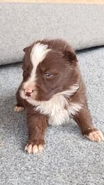 Cuccioli border collie