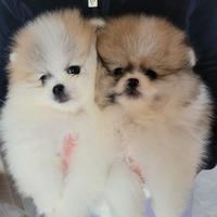 Spitz tedesco nano "Pomerania" con pedigree Enci