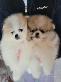Spitz tedesco nano "Pomerania" con pedigree Enci