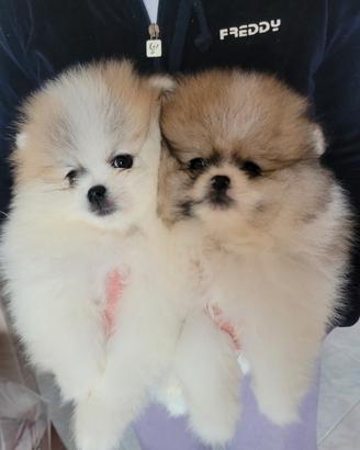 Spitz tedesco nano "Pomerania" con pedigree Enci