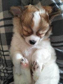 Cucciolo di Chihuahua con Pedigree