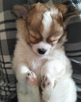 Cucciolo di Chihuahua con Pedigree