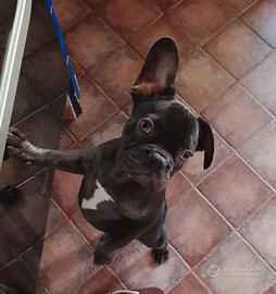 BULLDOG FRANCESE maschio.
