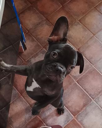 BULLDOG FRANCESE maschio.