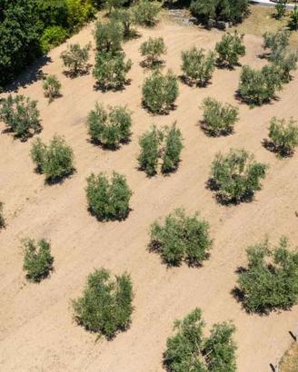 Terreno di 5330 m² a Salisano