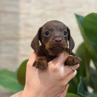 Cuccioli di bassotto kaninchen prenotabili