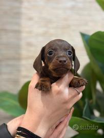 Cuccioli di bassotto kaninchen prenotabili