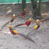 Fagiani dorati 2 anni solo maschi