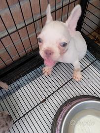 cuccioli di bulldog francese 