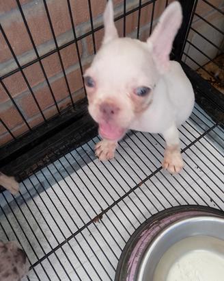 cuccioli di bulldog francese 