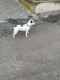 Cucciolo di Staffordshire