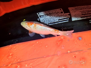 Carpe bianche . e rosse