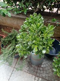 piante succulente 