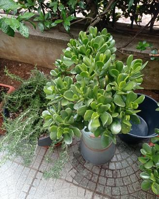 piante succulente 