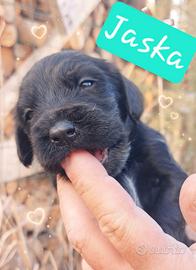 Cuccioli di Cocker Spaniel Inglese