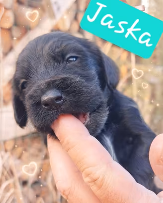 Cuccioli di Cocker Spaniel Inglese
