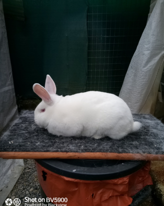 Bianca di nuova Zelanda