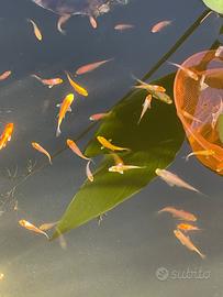 Carpe koi
