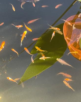 Carpe koi