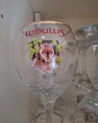 6 Calici lupulus