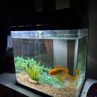 Acquario con pesce rosso