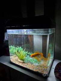 Acquario con pesce rosso