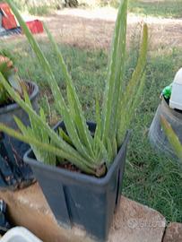 Aloe vera