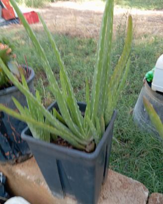 Aloe vera