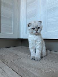 Scottish fold