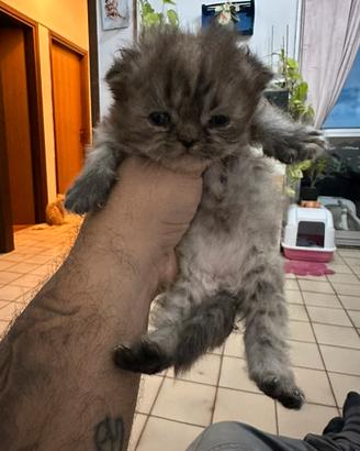 Cucciola gatto persiano