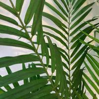 pianta artificiale da interno