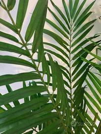 pianta artificiale da interno