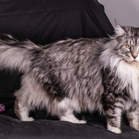 Maine coon