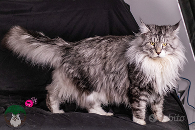 Maine coon