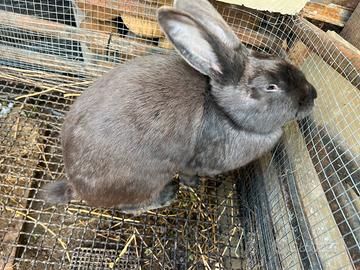 Conigli Blu di Vienna