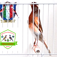 Canarini Arlecchino Portoghese