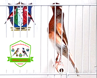 Canarini Arlecchino Portoghese